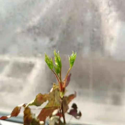 希望2019～ 我爱你中国，我爱园林盆景优雅，我爱你一花一世界，一叶一菩提