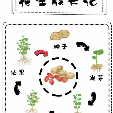 🥜好事“花”生🥜—信大洛阳校区幼儿园中三班秋季采摘活动