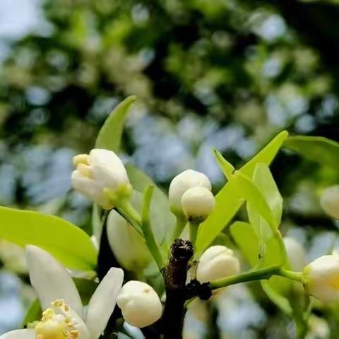 广汉松林柚花香田园好风光