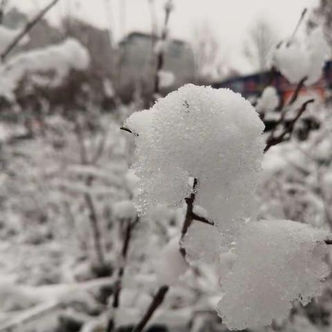 踏雪寻“美”