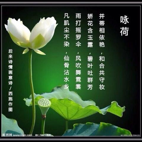 荷花诗词一组