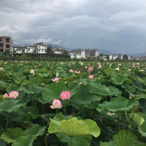 夏雨荷花