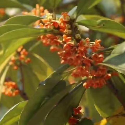 金桂花微不争艳   香飘郁浓溢满院