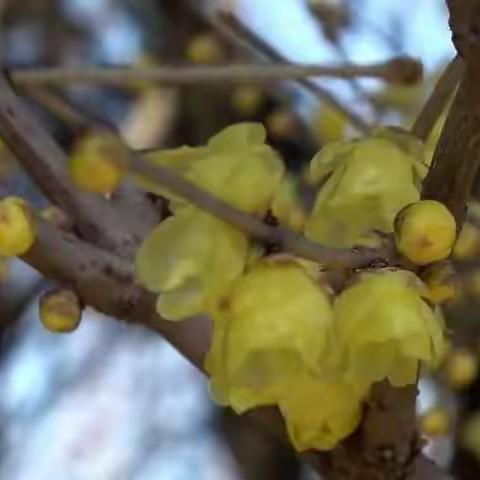 淡淡梅花香欲染  铮铮傲骨沁润泽