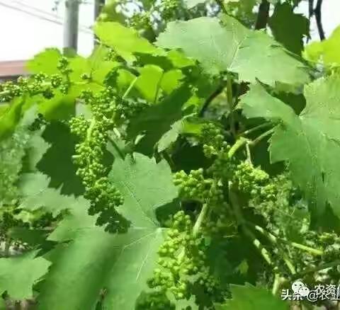 葡萄花后主要病虫害都有哪些？具体这药该怎么打呢？