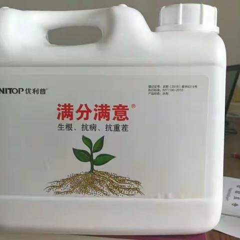 满分满意冲施肥：效果回访。抗土传病害+不间断生根+抗重茬