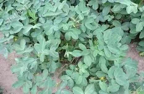 花生常见病虫害及对应用药