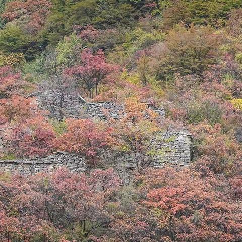 东梯西梯瓮秋红