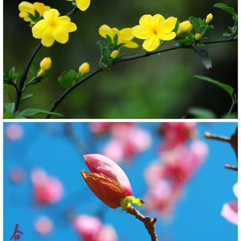 友爱幼儿园小一班“宅家防疫，亲子时光”萌娃成长记