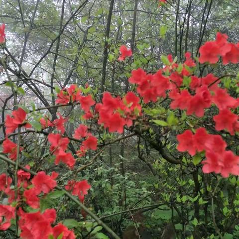 力爬高登山