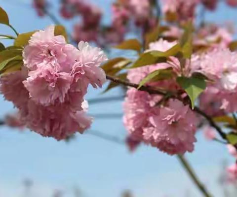 相逢未晚，芬芳依旧——记潍坊市优秀教学法推介研讨会（张晓丽、隋晓英）