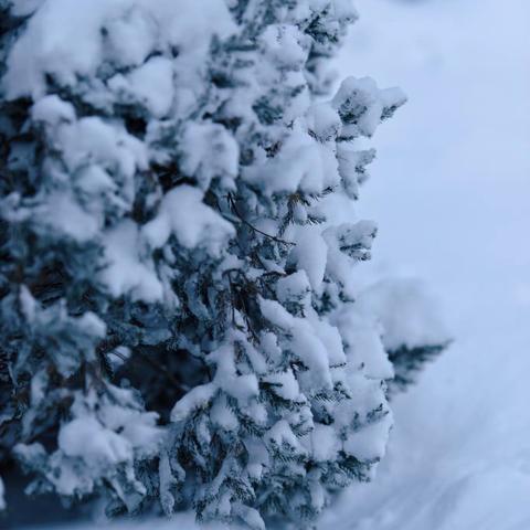 雪落有痕