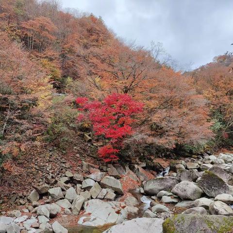 光雾山之游