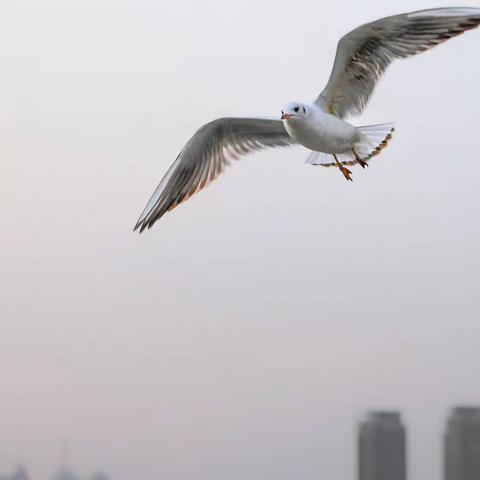 冰山来客～天津海河沿岸的红嘴鸥（2010年2月，拍摄于天津海河吉兆桥）