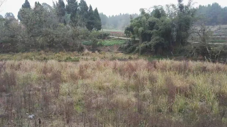 重游母校边的蒙溪河，河水很浅，河滩长满荒草，因为镇政府正在修防护堤，同时建起了绿道。