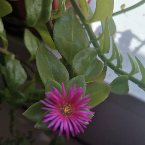 我家的穿心莲开花了