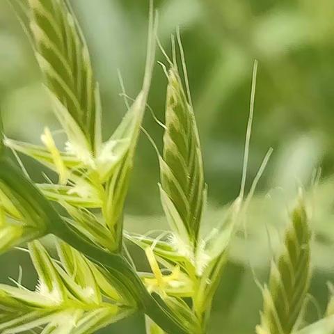 花千姿、叶百态