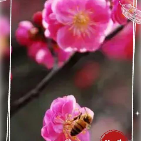 花特写摄影圈摄影月赛（十月）参赛作品：坚强的梅花