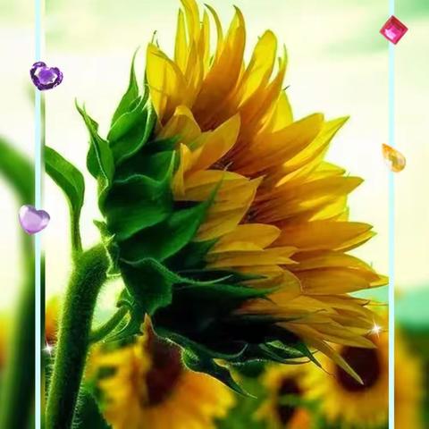 花特写摄影圈摄影月赛（十月）参赛作品：暖意向日葵花