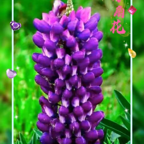 花特写摄影圈摄影月赛（十月）参赛作品：羽扇豆花景