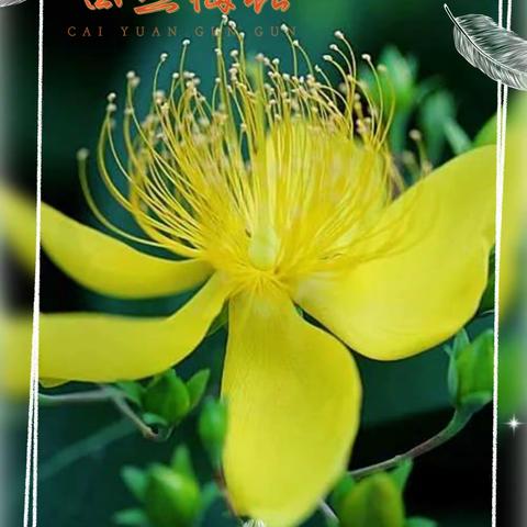 花特写摄影圈摄影月赛（十月）参赛作品：金丝梅花