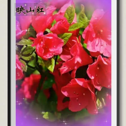花特写摄影圈摄影月赛（十月）参赛作品：美丽映山红花