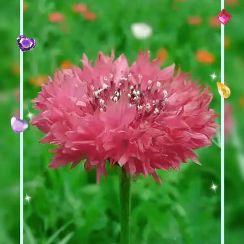 花特写摄影圈摄影月赛（十月）参赛作品：荔枝菊花景