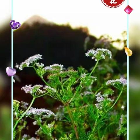 花特写摄影圈摄影月赛（十月）参赛作品：香菜花景