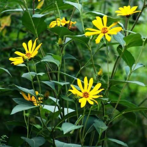 坚强勇敢菊芋花