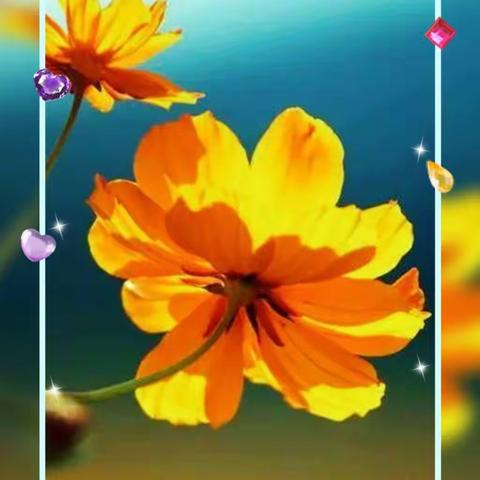 花特写摄影圈摄影月赛（十月）参赛作品：黄秋英菊花