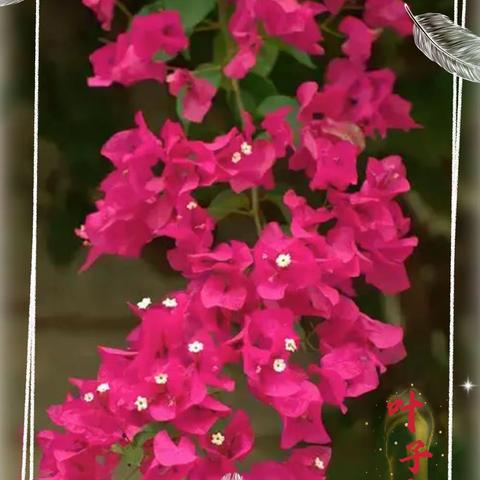 花特写摄影圈摄影月赛（十月）参赛作品：漂亮的叶子花