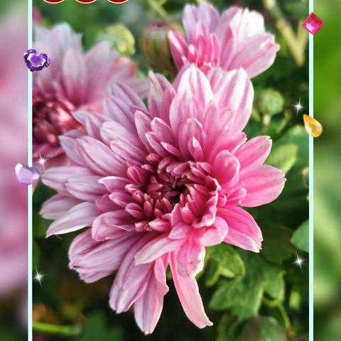 花特写摄影圈摄影月赛（十月）参赛作品：秋菊花