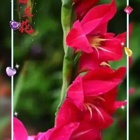 花特写摄影圈摄影月赛（十月）参赛作品：唐菖蒲花景