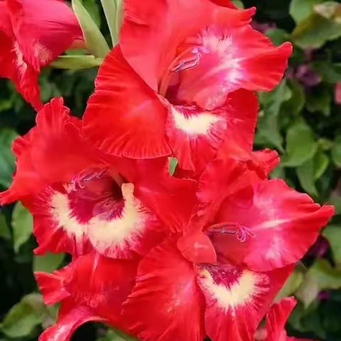 花特写摄影圈摄影月赛（十月）参赛作品：美丽剑兰花