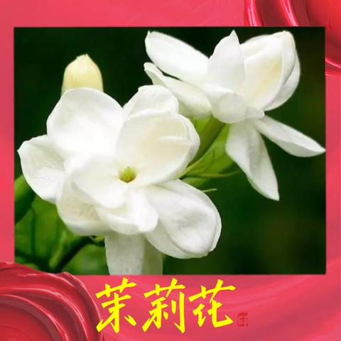 美丽淡雅的茉莉花