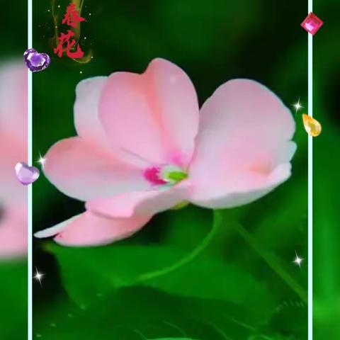 花特写摄影圈摄影月赛（十月）参赛作品：长春花