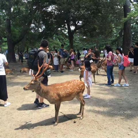 日本印象-----奈良篇