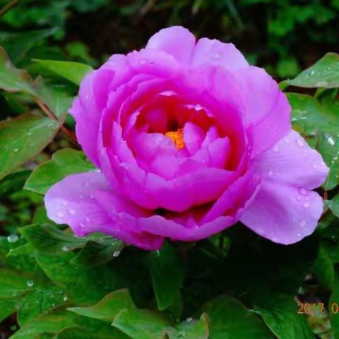 骑行富乐山牡丹园 南湖烧烤 自驾吴家后山赏花