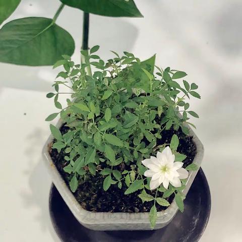 一朵小白花