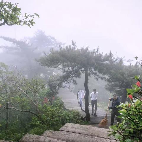 五月花台赏杜鹃