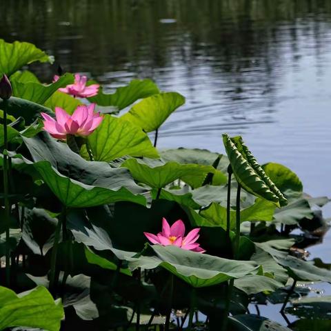 708/718前关湿地公园荷花拍。