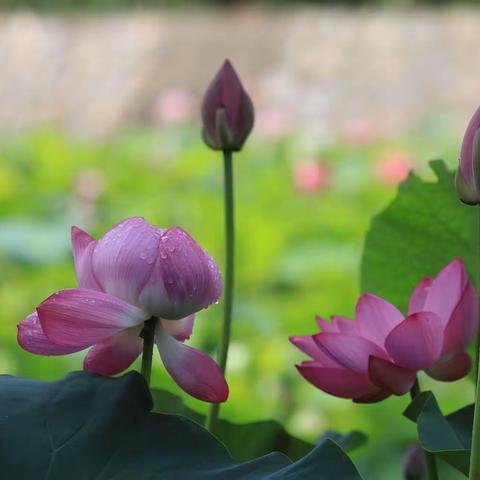 出水芙蓉花中仙，荷叶天赐翠玉盘。