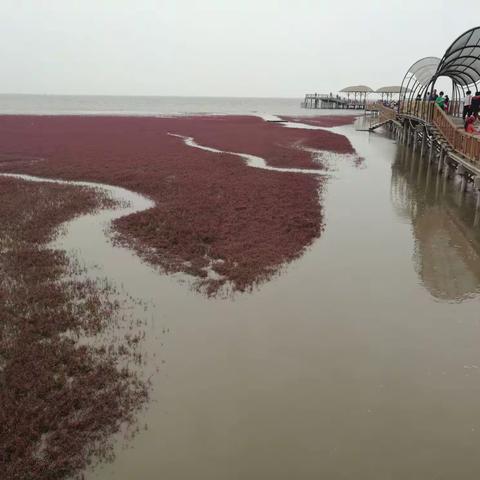 红海滩--一次不期而遇的旅行