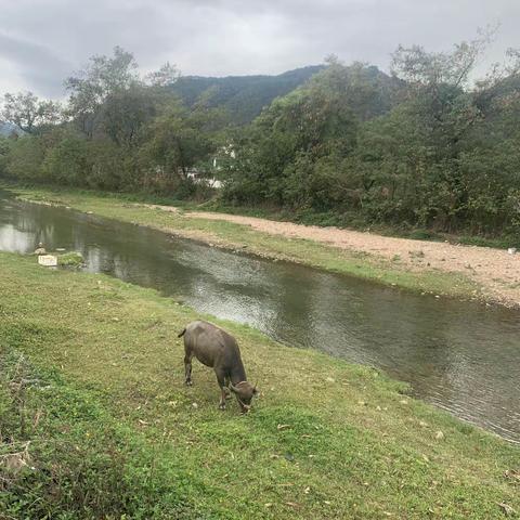 远处青山溪边牛