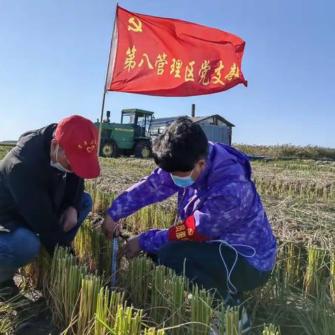 党员干部争先锋、助秋收，保粮食颗粒归仓