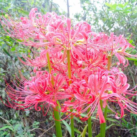 秋日山花