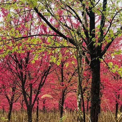 南城户外正月初九福建看樱花逛古镇一日游