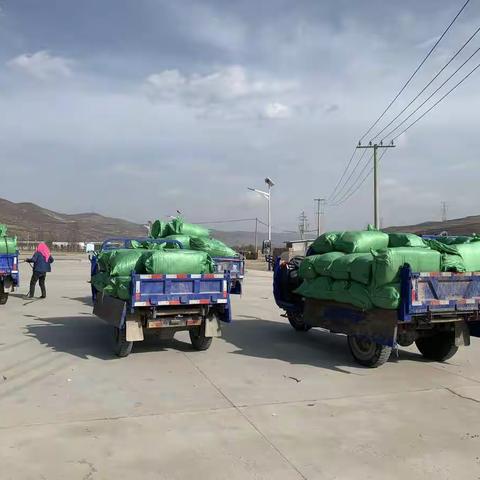 平凉红牛示范村养牛大户饲草奖补项目—优质饲草配送进行时