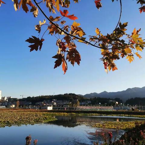 走，看红枫叶🍁去