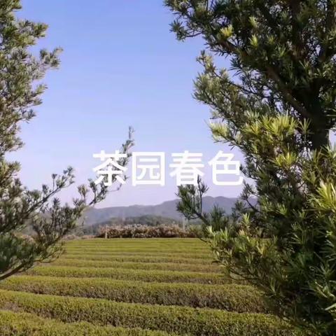 茶园春色